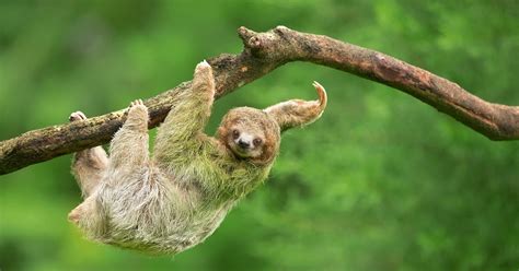 Un paresseux suspendu dans les arbres