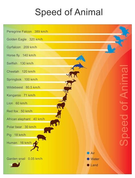 Comparaison de vitesse entre différents animaux lents