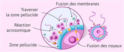 Schéma du processus de fécondation in vitro