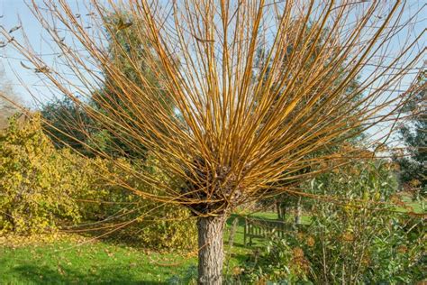 Plantation de saules en courte rotation