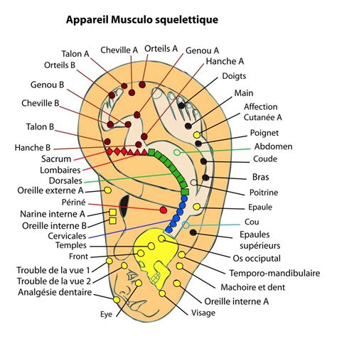 Infographie détaillée des points auriculaires clés et leurs correspondances organiques