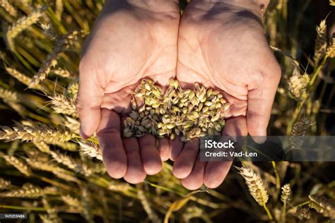 Grains de blé dans une main