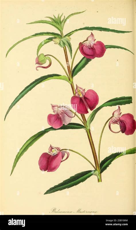 Illustration botanique montrant les feuilles découpées et les grappes florales roses de la Fumaria officinalis