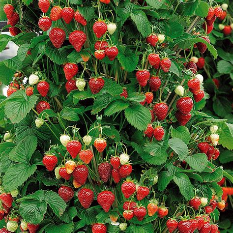 Massif de fraisiers et framboisiers