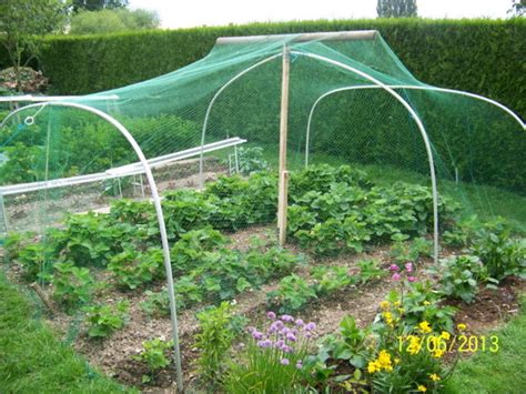 Protection des fraises contre les oiseaux et les limaces