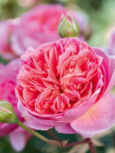 Rosier David Austin en pleine floraison dans un jardin anglais