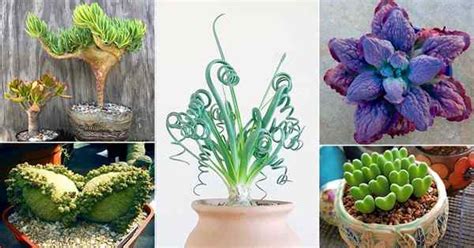 Collection variée de plantes succulentes aux formes et couleurs diverses