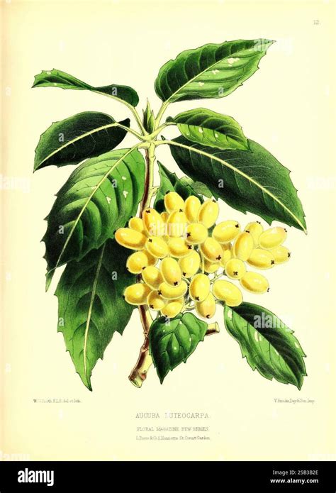 Illustration botanique d'un citronnier mettant en valeur le feuillage et les fruits