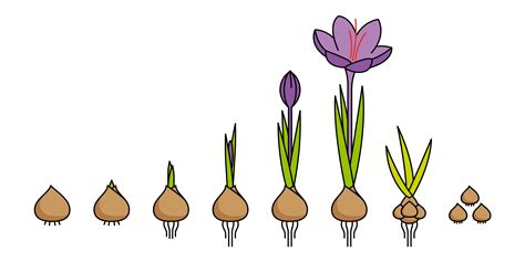 Schéma illustrant le cycle végétatif du Crocus sativus avec sa période de dormance estivale et sa floraison automnale