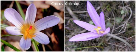 Comparaison visuelle entre un crocus (3 étamines) et un colchique (6 étamines)