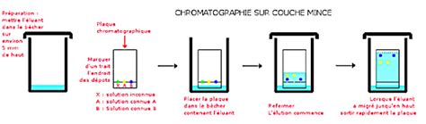 Schéma d'une expérience de chromatographie sur papier avec des feuilles