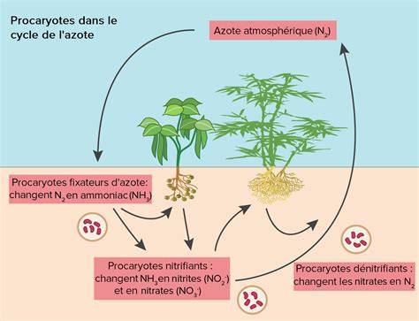 Schéma illustrant le cycle de protection de la semence du stockage à la levée