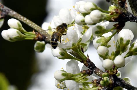 Illustration détaillée d'un mirabellier en pleine floraison printanière avec des fleurs blanches
