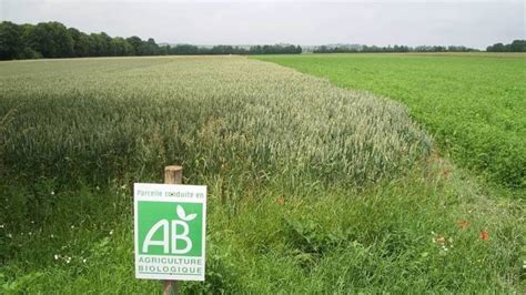 Champ d'agriculture biologique