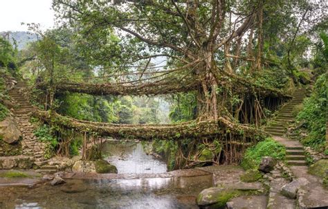 photo d'un pont vivant en Inde