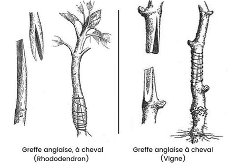 Schéma de l'anatomie d'une greffe réussie avec cambiums alignés