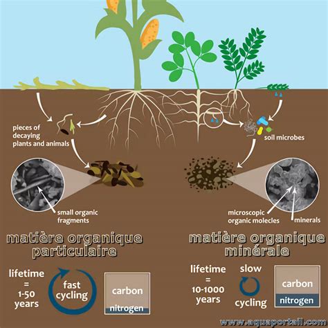 Infographie comparative entre un substrat inorganique (Akadama/Pumice) et un substrat organique (Terreau classique) pour la croissance racinaire