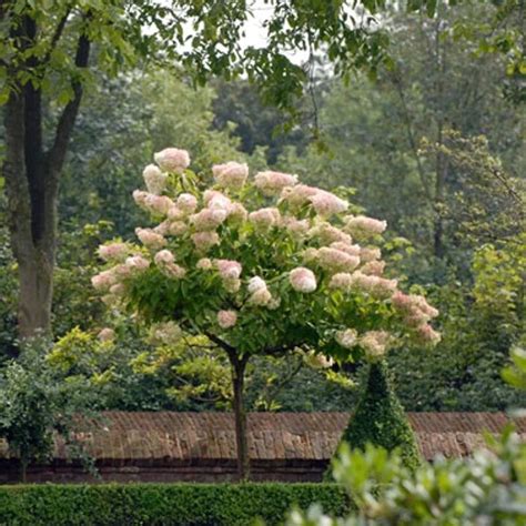 Hortensia sur tige en fleur dans un jardin