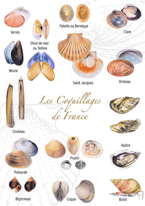 Infographie sur les espèces de coquillages à pêcher au Gois