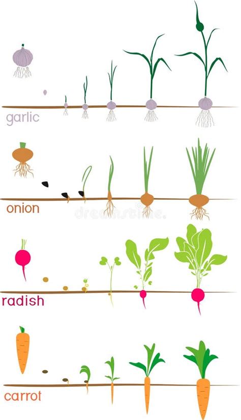 Schéma illustrant les cycles de croissance des légumes faciles