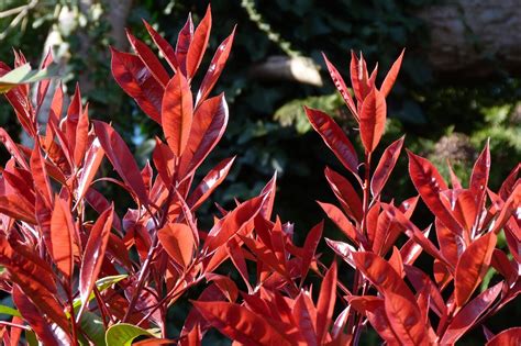 détail d'une feuille de photinia atteinte d'entomosporiose
