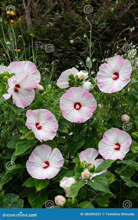 Vue aérienne d'un massif d'hibiscus moscheutos