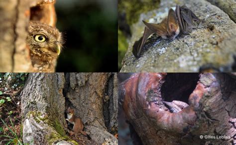 Photographies de biodiversité : chevêche d'Athena, oreillard roux, hermine et torcol fourmilier