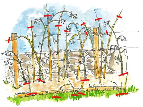 Dessin comparatif des cycles de fructification des framboisiers remontants et non-remontants