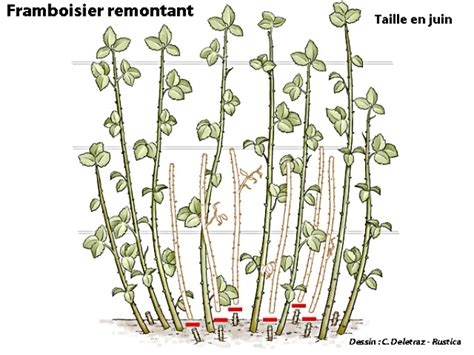 Schéma illustrant la coupe des cannes fructifiées sur un framboisier non-remontant