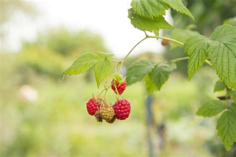 Vue rapprochée de framboises mûres sur une branche palissée