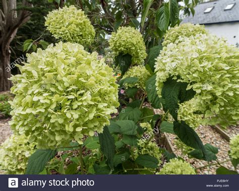 Hortensia blanc et vert