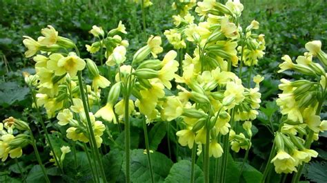 Primula Florindae au bord d'un bassin
