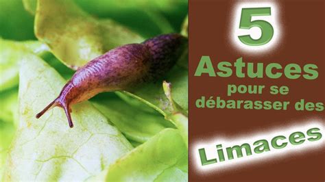 Primevères attaquées par des limaces
