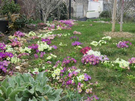 Massif de primevères colorées dans un jardin