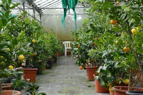 Vue d'une serre remplie d'agrumes variés