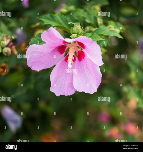 Hibiscus syriacus en fleur et boutons floraux