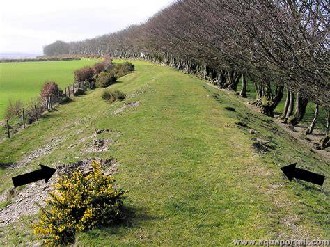 Photographie d'un talus un an environ après le semis, montrant une couverture végétale dense.