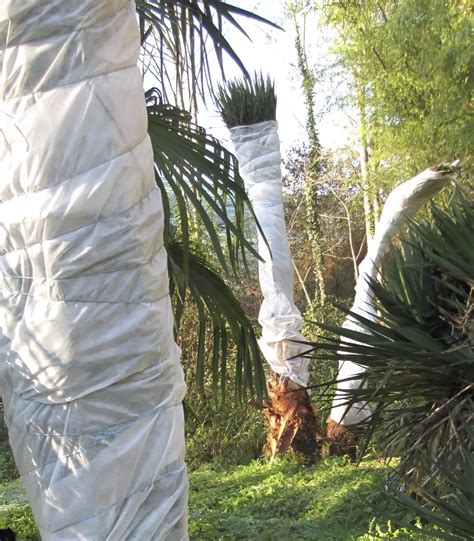 palmier protégé par un voile d'hivernage