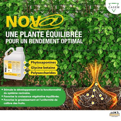 palmbooster pour un bon développement racinaire
