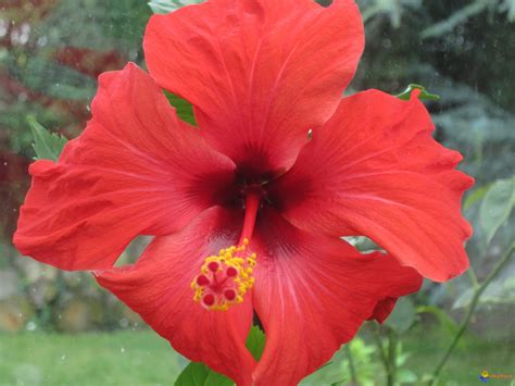 Fleur d'Hibiscus sabdariffa