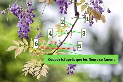 Schéma illustrant une glycine envahissante et une glycine taillée