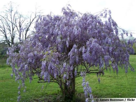 Photo d'une glycine taillée en arbre, formant un sujet isolé