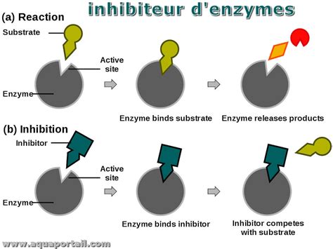 Diagramme simplifié expliquant l'inhibition de l'enzyme ACCase par les herbicides de type 