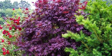 Variétés d'érables japonais (Acer palmatum) et leurs caractéristiques