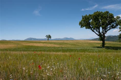 paysage de prairie naturelle en fin d'été