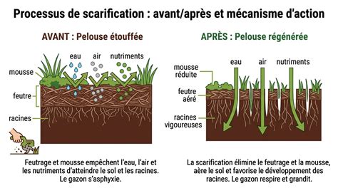 Schéma illustrant le processus de scarification : avant (mousse et feutre) et après (sol aéré et oxygéné)