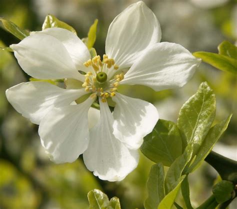 Poncirus trifoliata en fleur