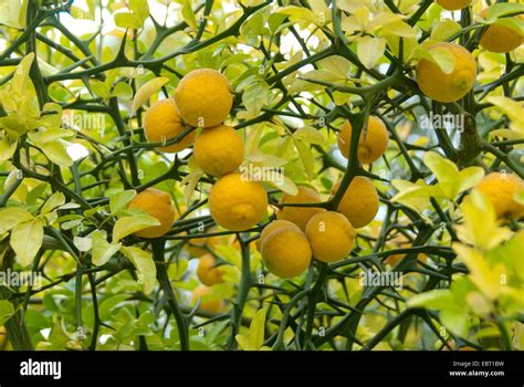 Poncirus trifoliata en fruits