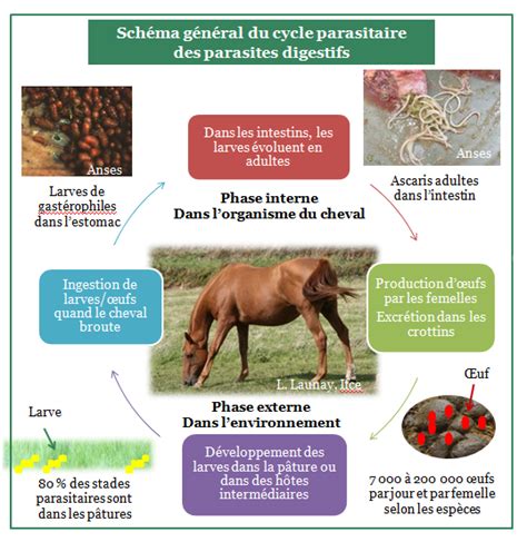 Illustration des différents parasites internes du cheval