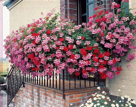 Géraniums lierre en cascade sur un balcon